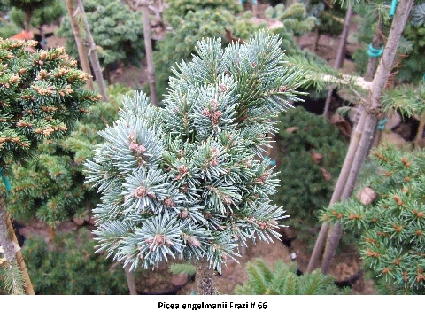 JUNIPERUS